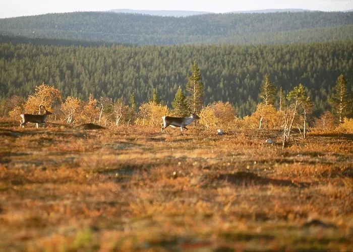 皮亚圣洁假日俱乐部 *